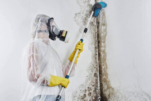 Best Mold Prevention Services in Dexter, GA